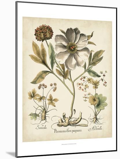 Ivory Peonies II-Besler Basilius-Mounted Premium Giclee Print