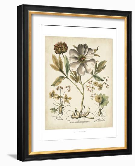 Ivory Peonies II-Besler Basilius-Framed Premium Giclee Print