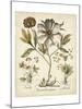 Ivory Peonies II-Besler Basilius-Mounted Premium Giclee Print