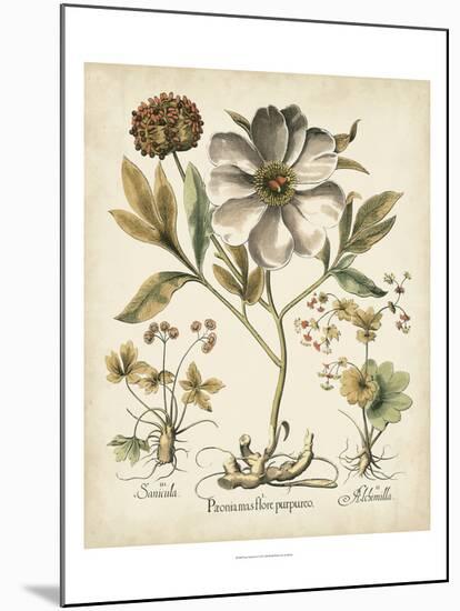 Ivory Peonies II-Besler Basilius-Mounted Premium Giclee Print