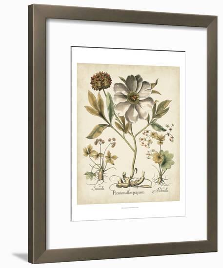 Ivory Peonies II-Besler Basilius-Framed Art Print