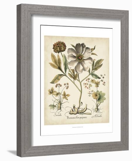 Ivory Peonies II-Besler Basilius-Framed Art Print