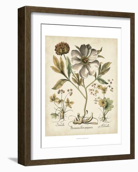 Ivory Peonies II-Besler Basilius-Framed Art Print