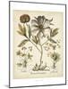 Ivory Peonies II-Besler Basilius-Mounted Art Print