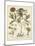 Ivory Peonies II-Besler Basilius-Mounted Art Print