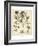Ivory Peonies II-Besler Basilius-Framed Art Print
