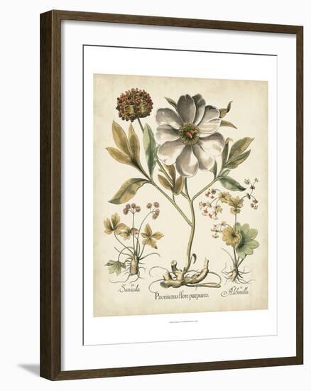 Ivory Peonies II-Besler Basilius-Framed Art Print