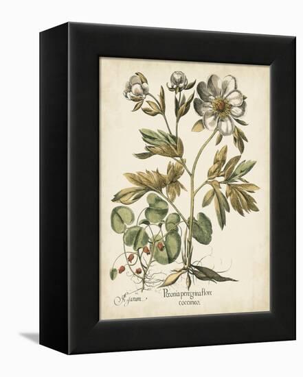 Ivory Peonies III-Besler Basilius-Framed Stretched Canvas