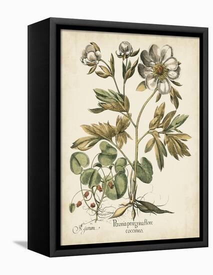 Ivory Peonies III-Besler Basilius-Framed Stretched Canvas