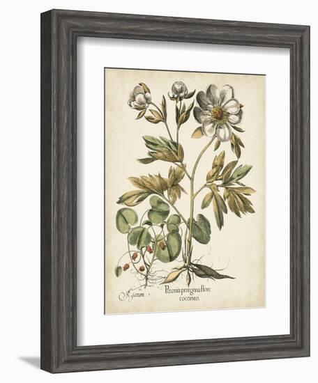 Ivory Peonies III-Besler Basilius-Framed Art Print