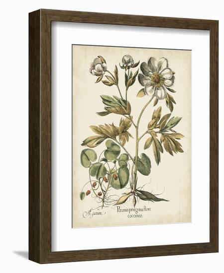 Ivory Peonies III-Besler Basilius-Framed Art Print