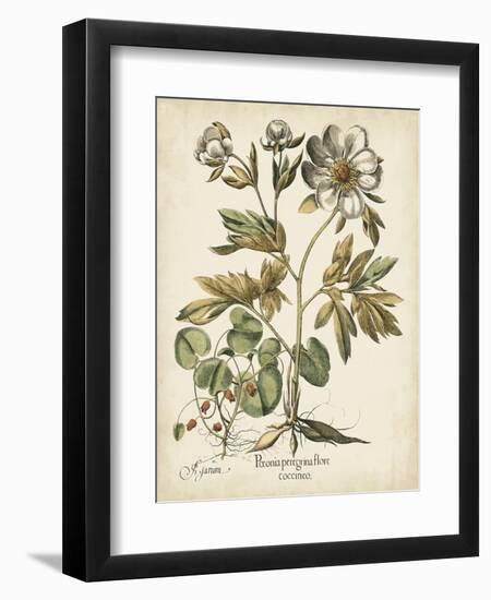 Ivory Peonies III-Besler Basilius-Framed Art Print