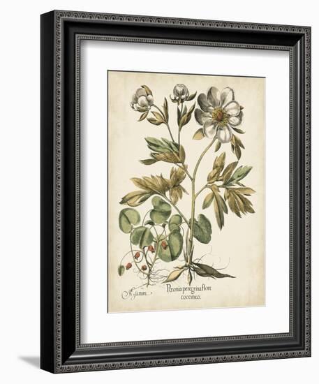 Ivory Peonies III-Besler Basilius-Framed Art Print