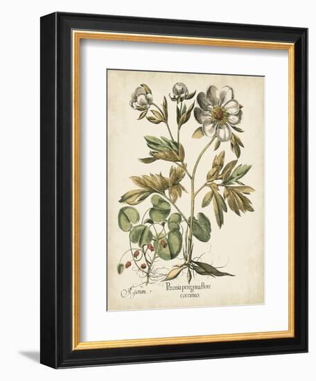 Ivory Peonies III-Besler Basilius-Framed Art Print