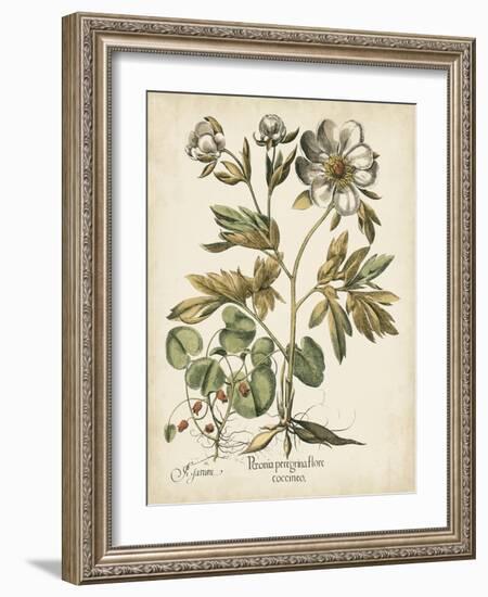 Ivory Peonies III-Besler Basilius-Framed Art Print