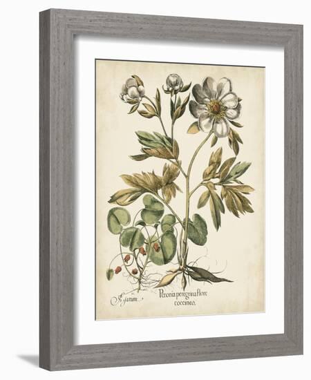 Ivory Peonies III-Besler Basilius-Framed Art Print