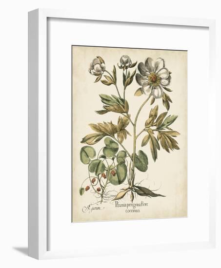 Ivory Peonies III-Besler Basilius-Framed Art Print