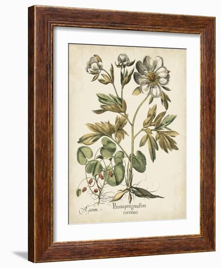 Ivory Peonies III-Besler Basilius-Framed Art Print