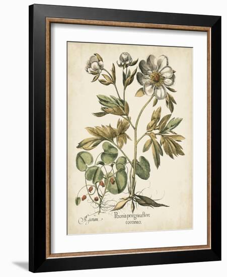 Ivory Peonies III-Besler Basilius-Framed Art Print