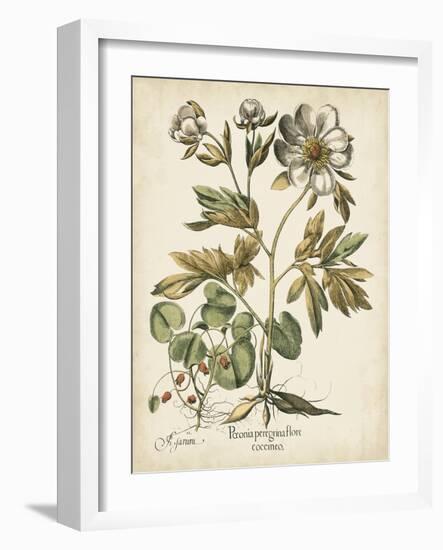 Ivory Peonies III-Besler Basilius-Framed Art Print