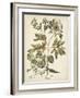 Ivory Peonies III-Besler Basilius-Framed Art Print