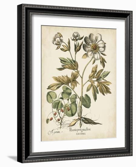 Ivory Peonies III-Besler Basilius-Framed Art Print