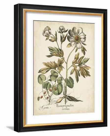 Ivory Peonies III-Besler Basilius-Framed Art Print