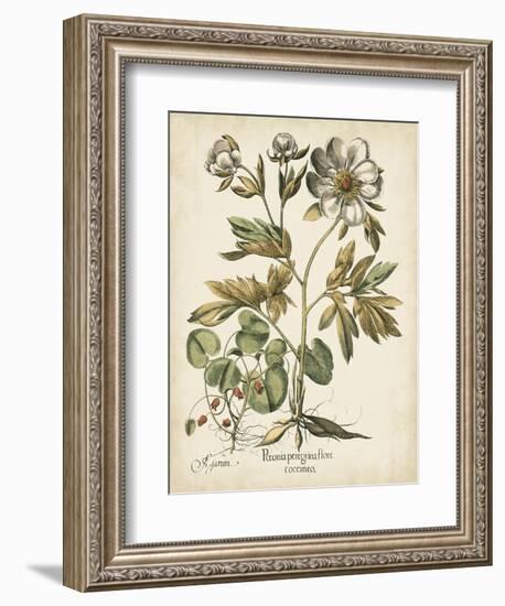 Ivory Peonies III-Besler Basilius-Framed Premium Giclee Print