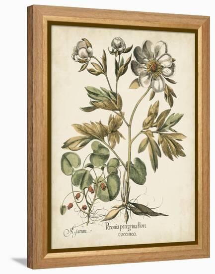 Ivory Peonies III-Besler Basilius-Framed Stretched Canvas