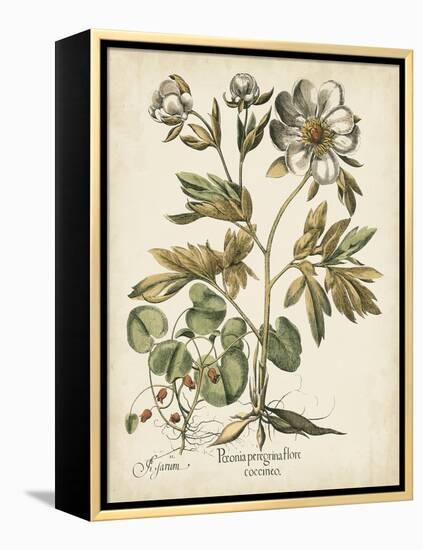 Ivory Peonies III-Besler Basilius-Framed Stretched Canvas