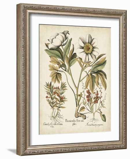 Ivory Peonies IV-Besler Basilius-Framed Art Print