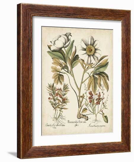 Ivory Peonies IV-Besler Basilius-Framed Art Print