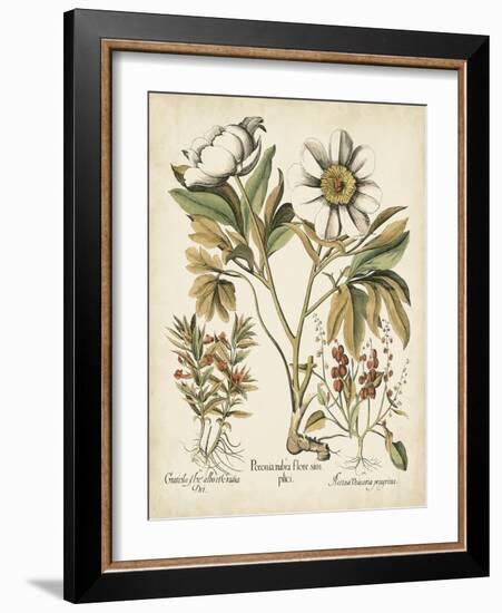 Ivory Peonies IV-Besler Basilius-Framed Art Print