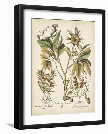 Ivory Peonies IV-Besler Basilius-Framed Art Print