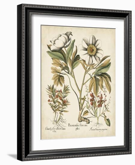 Ivory Peonies IV-Besler Basilius-Framed Art Print