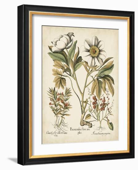 Ivory Peonies IV-Besler Basilius-Framed Art Print