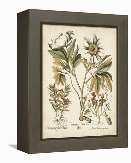 Ivory Peonies IV-Besler Basilius-Framed Stretched Canvas