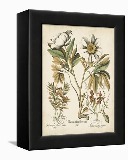 Ivory Peonies IV-Besler Basilius-Framed Stretched Canvas