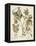 Ivory Peonies IV-Besler Basilius-Framed Stretched Canvas