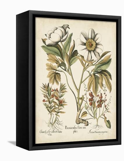 Ivory Peonies IV-Besler Basilius-Framed Stretched Canvas