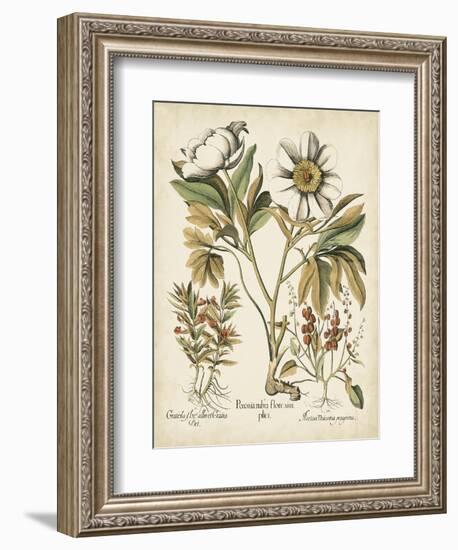 Ivory Peonies IV-Besler Basilius-Framed Art Print