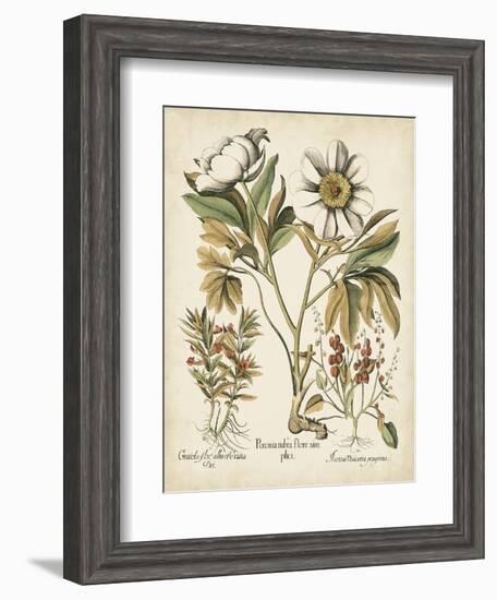 Ivory Peonies IV-Besler Basilius-Framed Art Print