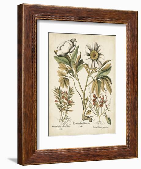 Ivory Peonies IV-Besler Basilius-Framed Art Print