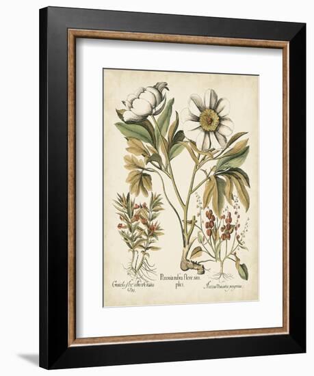 Ivory Peonies IV-Besler Basilius-Framed Art Print