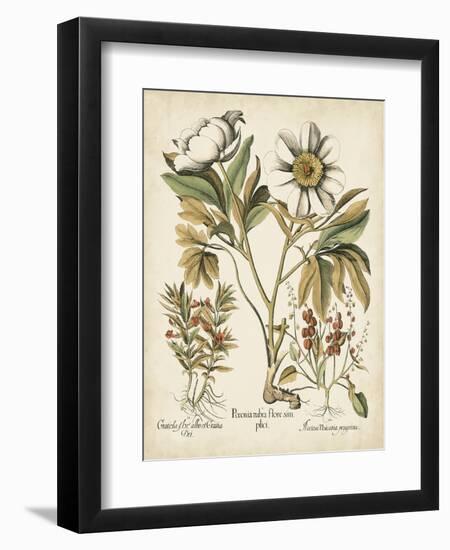 Ivory Peonies IV-Besler Basilius-Framed Art Print