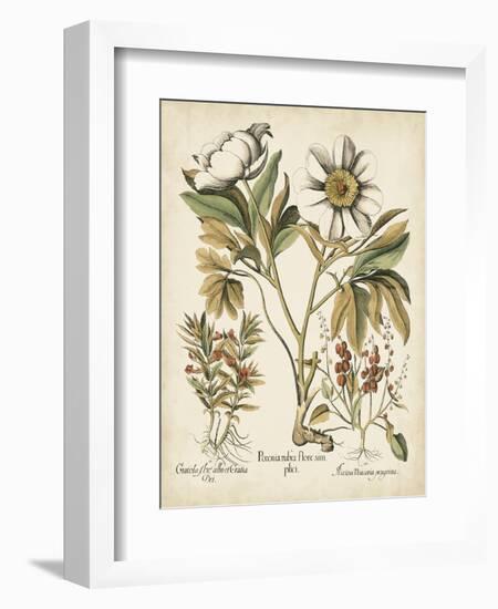 Ivory Peonies IV-Besler Basilius-Framed Art Print