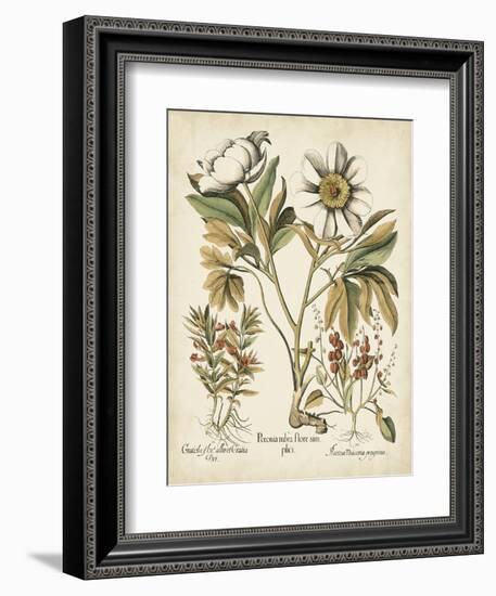 Ivory Peonies IV-Besler Basilius-Framed Art Print