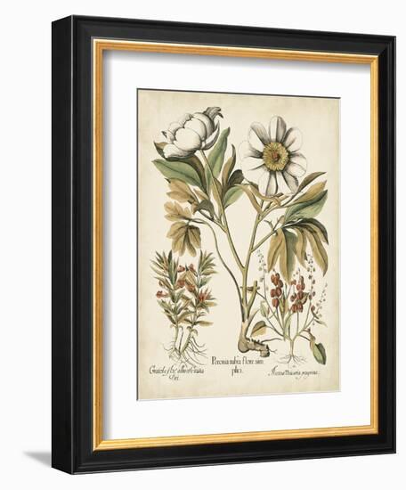 Ivory Peonies IV-Besler Basilius-Framed Art Print