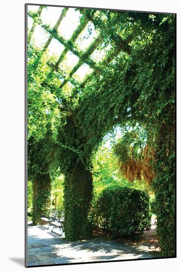 Ivy 1-Alan Hausenflock-Mounted Photographic Print