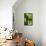 Ivy 2-Alan Hausenflock-Framed Premier Image Canvas displayed on a wall